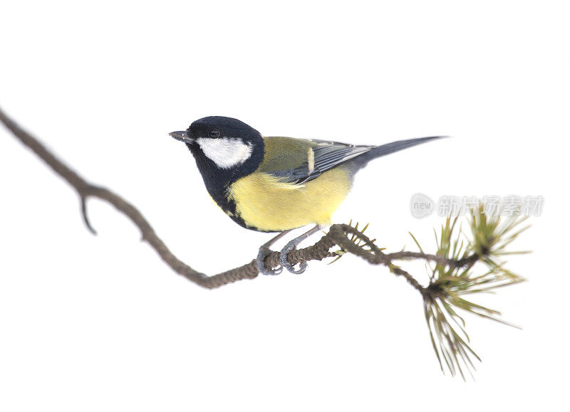 Great Tit, Parus major, on a lichen-encrusted twig, isolated on white